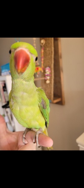 Petrie, my little green flyer and his backwards feather :(