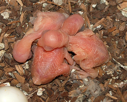Oldest chicks are 1 day old and youngest a few hours old in this pic.