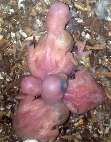 Sky n wboy 3 chickies - aprox 1 week old.jpg