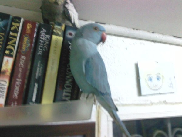 birds into books!! how smart :D