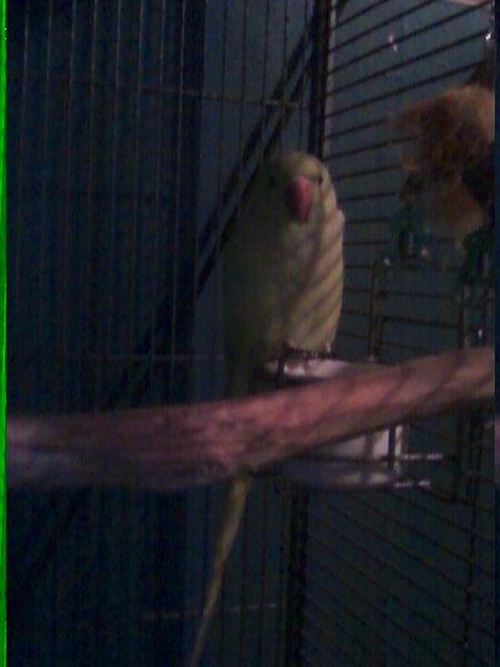 HEEEEERE's Kiwi