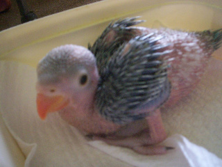 squwiggle 004.jpg