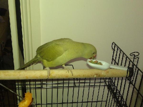 I say 'yum yum!!!' when she eats pellet mix because I was doing that when I was giving her fruit at the start
