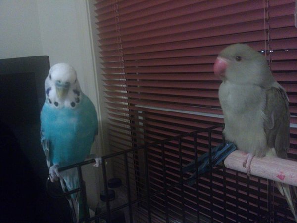 Meeting her new friend Lil Blue. And Little Blue is really little for a budgie! So you can see how small my IRN is