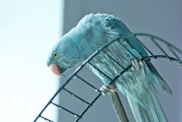 mojo and biggles 70.jpg