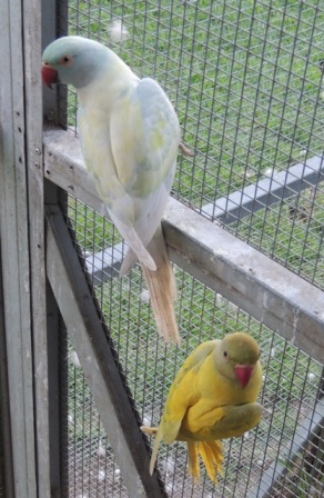 2012 Turquoise blue Harlequin pied and nestmate Violet green Harlequin Pied 08 2013.JPG