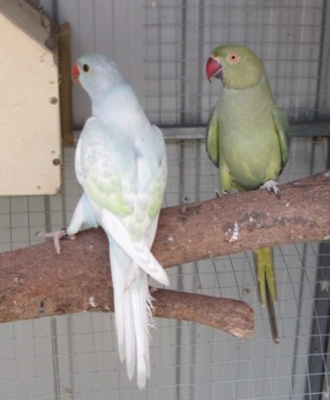 Violet green Mother of 2012 Turquoise blue harleqin pied.JPG