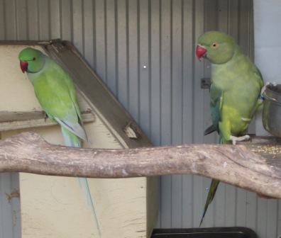 1-09-2013 of breeding Pair 2010 Turq H pied and Violet green 2008 hen.JPG