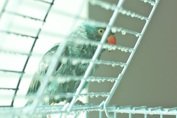 mojo and biggles 69.jpg