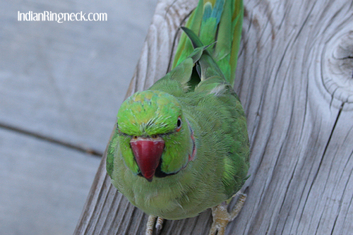 archimedes-molt1.jpg