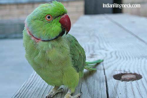 archimedes-molt2.jpg