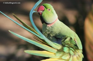 indian redneck parakeet